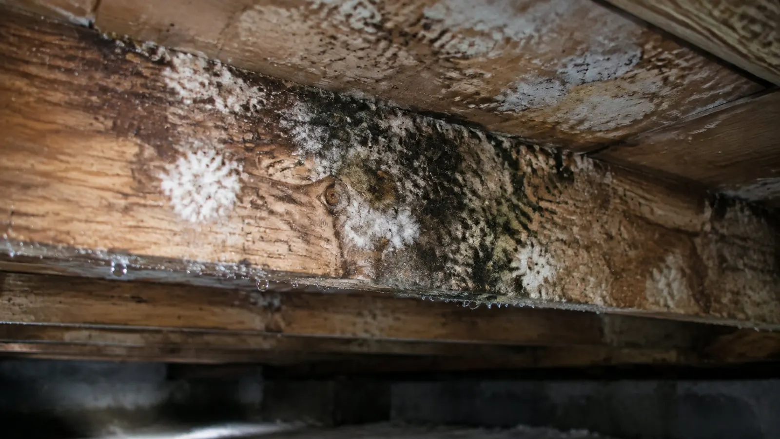 Mold growing on wooden floor joists and subfloor in a damp crawl space